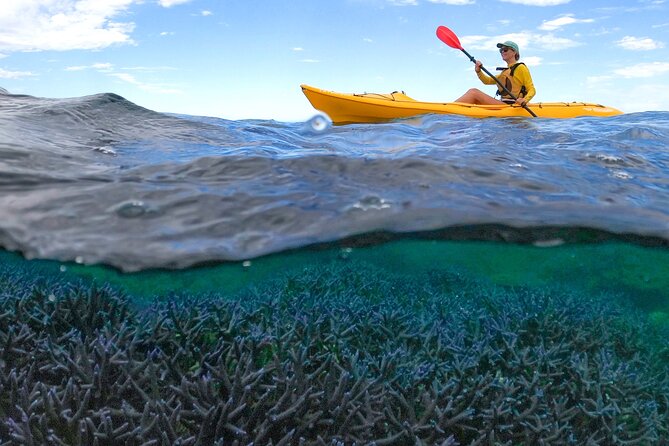Coral By Kayak - Ningaloo Reef Half Day Kayak & Snorkel Tour - Key things I’d watch for on this Ningaloo kayaking and snorkel tour