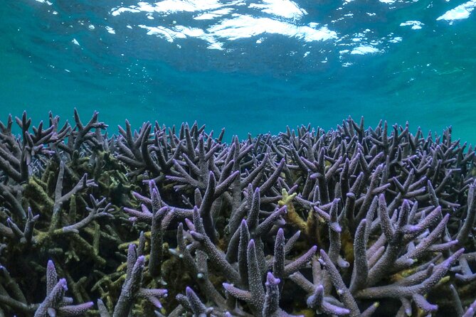 Coral By Kayak - Ningaloo Reef Half Day Kayak & Snorkel Tour - The NW Cape Drive: Stories, Plants, and Wildlife You Can Spot Later