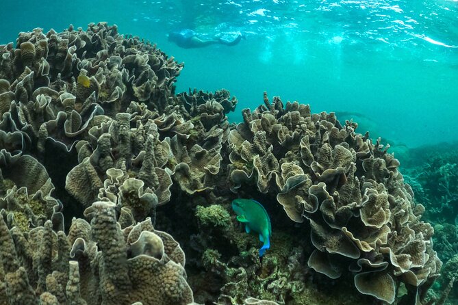 Coral By Kayak - Ningaloo Reef Half Day Kayak & Snorkel Tour - Kayaking to the Sanctuary Zone: Double Sit-On-Top Work, Not Just Float Time
