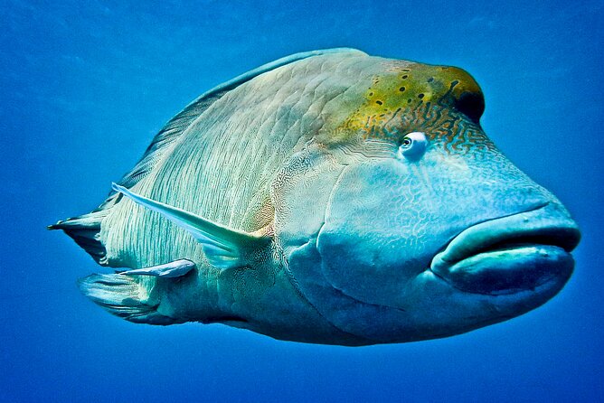 Coral Sea Dreaming Overnight Dive, Snorkel and Sail - Who this trip fits best (and who should think twice)