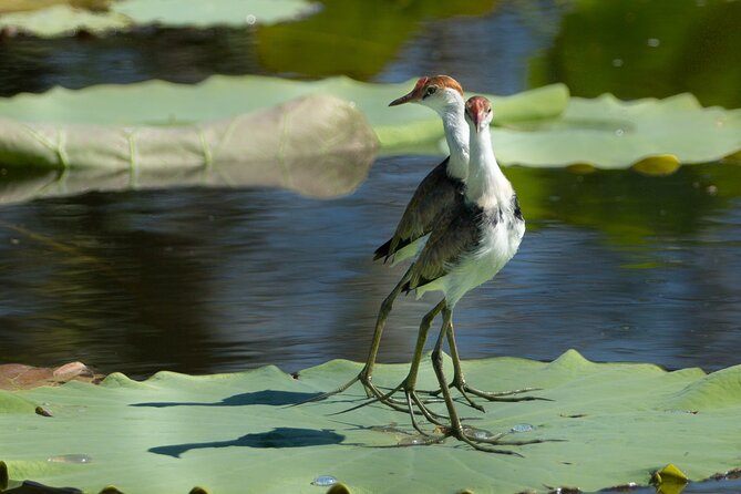 Corroboree Billabong 2.5 hour Lunch Cruise - Darwin’s billabong at lunch time: why this cruise works