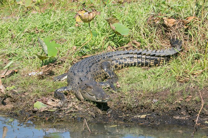 Corroboree Billabong 2.5 hour Lunch Cruise - On-board lunch: the menu, the timing, and why it feels good