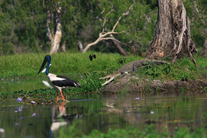 Corroboree Billabong Wetland Cruises - 1.5 hour Morning cruise - Key things to know before you go