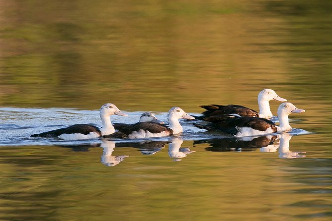 Corroboree Billabong Wetland Cruises - 1.5 hour Morning cruise - What you’ll see: birds, crocs, and that Mary River wetland rhythm