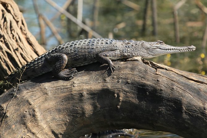 Corroboree Billabong Wetland Cruises - 1.5 hour Morning cruise - Fitting the cruise into your day: timing, no pickup, and a simple plan