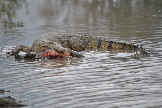 Corroboree Billabong Wetland Cruises - 1.5 hour Morning cruise - Who this cruise suits best (and who might prefer something else)
