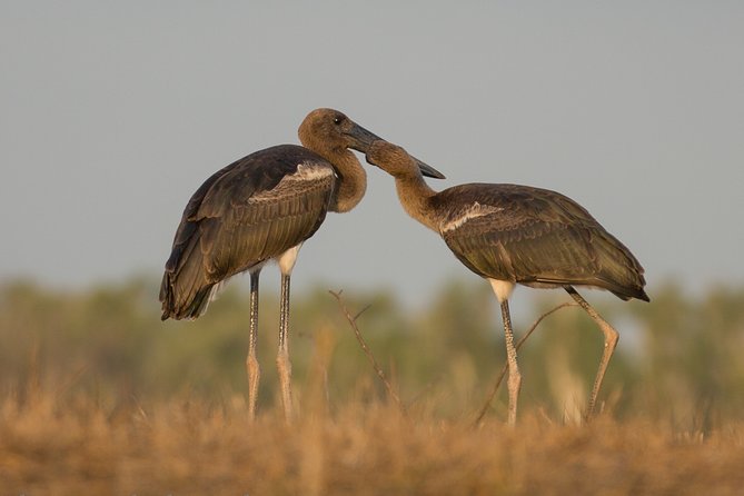 Corroboree Billabong Wetland Cruises - 1.5 hour Morning cruise - Practical tips for a smoother morning on the water