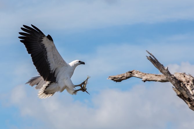 Corroboree Billabong Wetland Cruises - 1.5 hour Morning cruise - The live guide factor: why the animals feel easier to find
