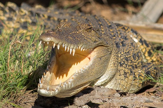 Corroboree Billabong Wetland Cruises - 2 hour Sunset Cruise - The Mary River Wetlands Stop: What You’ll See Near the Banks