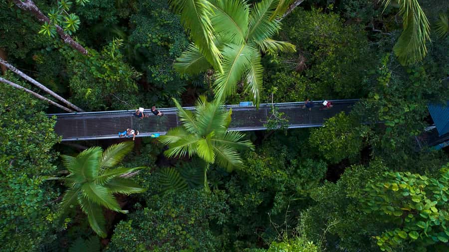 Cow Bay: Daintree Discovery Centre Entry Ticket - The Jurassic Forest Audio Tour: 130 Million Years, Made Practical