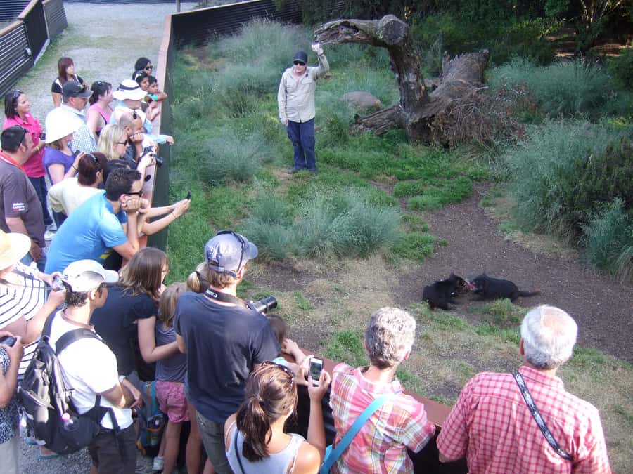 Cradle Mountain: After Dark Tasmanian Devil Feeding Tour - Key things I’d circle in your plan