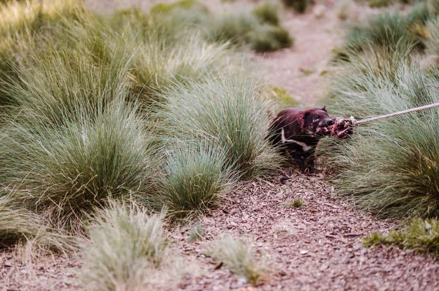 Cradle Mountain: After Dark Tasmanian Devil Feeding Tour - Devils@Cradle after dark: what this 90 minutes really feels like