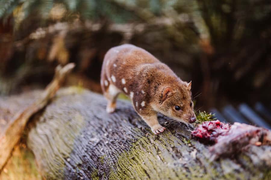 Cradle Mountain: After Dark Tasmanian Devil Feeding Tour - The main viewing deck intro: where devils and quolls take center stage