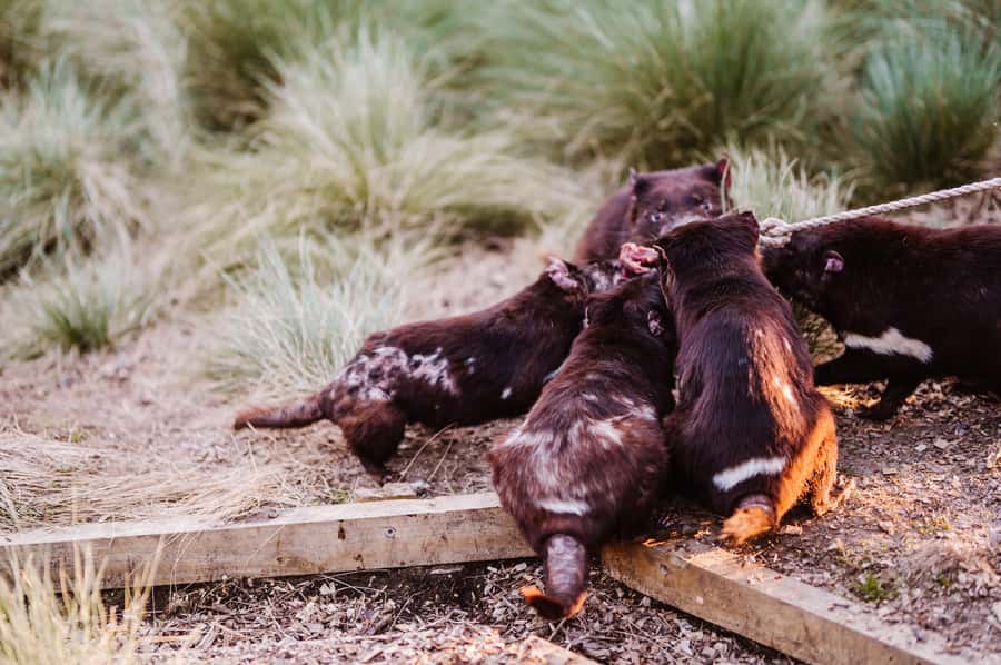 Cradle Mountain: After Dark Tasmanian Devil Feeding Tour - The guided walk through enclosures: up close feeding at night