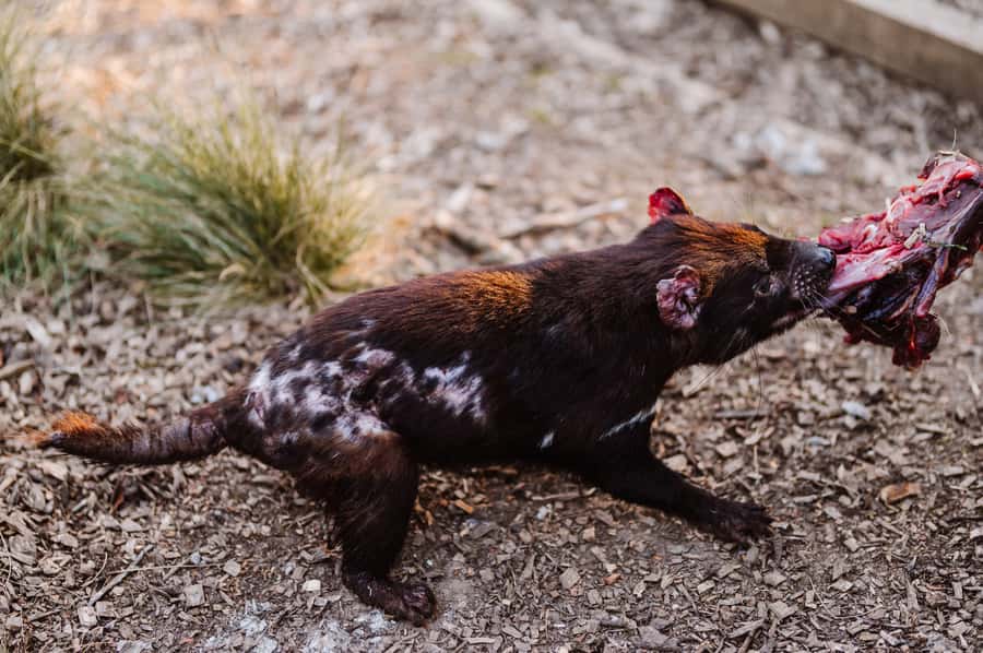 Cradle Mountain: After Dark Tasmanian Devil Feeding Tour - What the guides teach you: conservation that doesn’t feel like a lecture