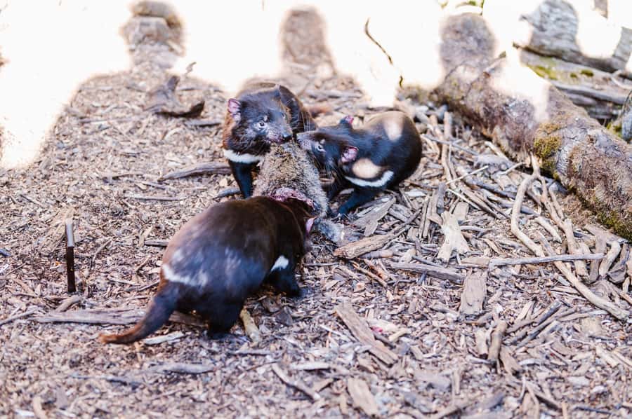 Cradle Mountain: After Dark Tasmanian Devil Feeding Tour - Who this suits best (and who might rethink it)