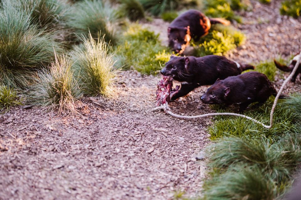Cradle Mountain: After Dark Tasmanian Devil Feeding Tour - Small logistics that make the evening smoother