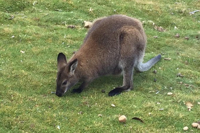 Cradle Mountain Day Tour from Launceston Including Lunch - Key things I’d zoom in on before you book