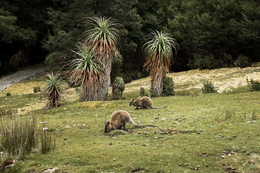 Cradle Mountain National Park by Coach from Launceston - Coach comfort, group pace, and how to plan your day
