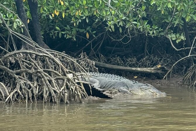 Croc Spotting Jetski Experience in Cairns City - Key things I’d focus on before you book