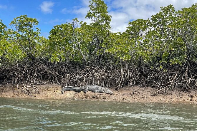 Croc Spotting Jetski Experience in Cairns City - Riding Trinity Inlet mangroves (without the license headache)