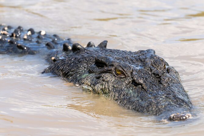 Crocodile Jumping Boat Cruise with Transfer from Darwin - The main event: the 1-hour Spectacular Jumping Crocodile Cruise