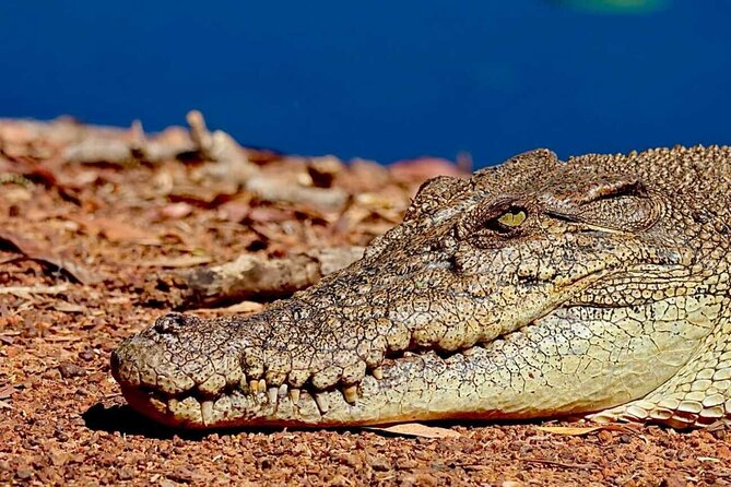 Crocodile Jumping Boat Cruise with Transfer from Darwin - Humpty Doo Tavern: the decompression stop that makes the day feel complete