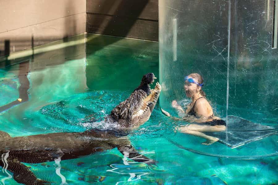 Crocosaurus Cove General Admission Ticket - Photos and Souvenirs: Budget for the Keepsakes