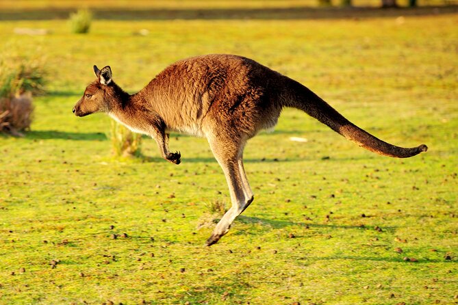 CRUISE SHIP Wildlife Tour - Key points worth knowing before you go
