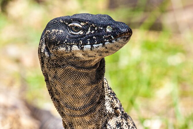 CRUISE SHIP Wildlife Tour - Price and value: what you get for $178.59
