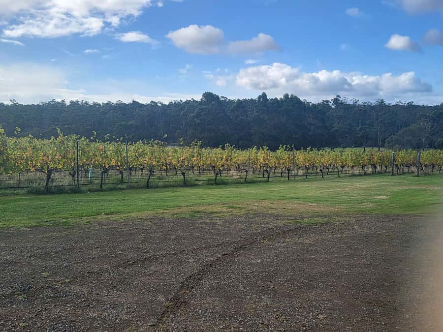 Cruise Ship - Wine Shore Excursion - Hobart - Small Group, Real Questions: Why Max 6 Changes the Experience