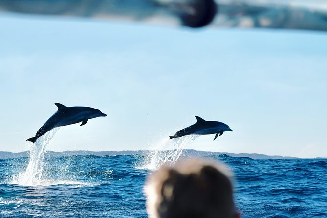 Cruise with Dolphins in Byron Bay - Key highlights worth planning around