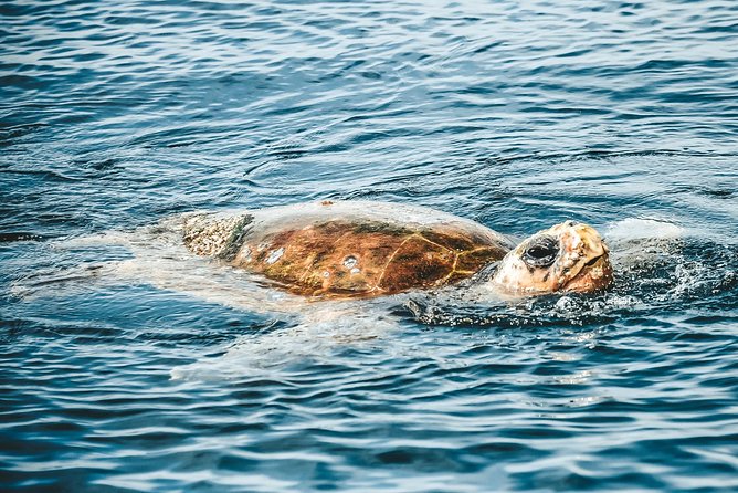 Cruise with Dolphins in Byron Bay - Why Ballina’s coast is built for dolphin spotting