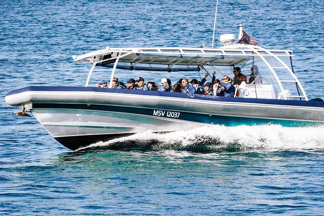 Cruise with Dolphins in Byron Bay - What the 1.5-hour cruise feels like once you’re on board