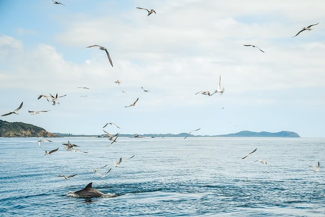 Cruise with Dolphins in Byron Bay - Lennox Head stop: volcanic cliffs, quick scenery, and more talk