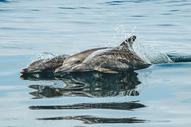 Cruise with Dolphins in Byron Bay - The dolphin guarantee that makes the risk feel smaller