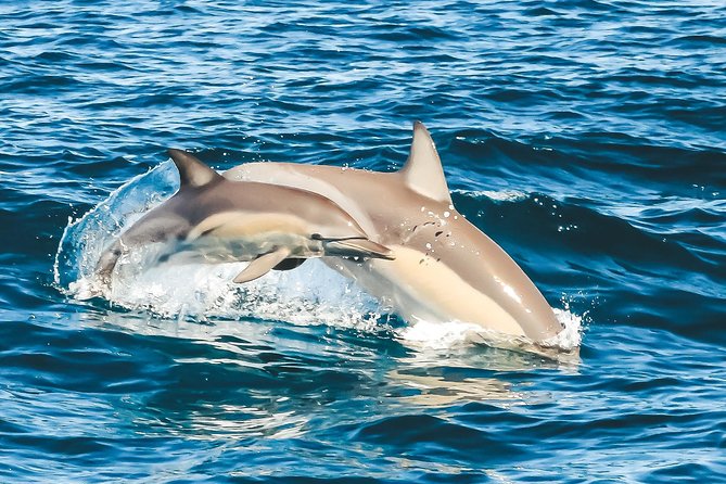 Cruise with Dolphins in Byron Bay - Who this cruise is for (and who might want to choose differently)