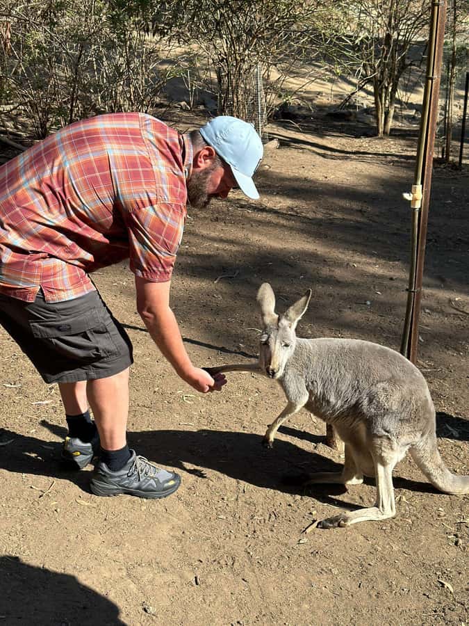 Cuddle a Koala and Historic Hahndorf Tour - Key things to know before you go