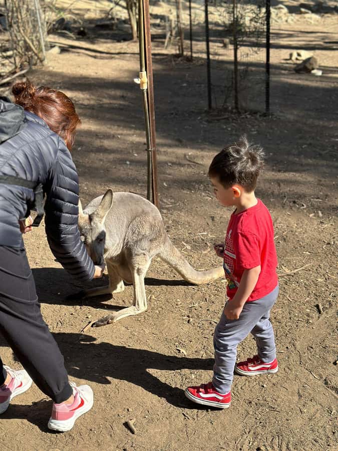 Cuddle a Koala and Historic Hahndorf Tour - A tight, satisfying Adelaide Hills loop (with convenient pickup)