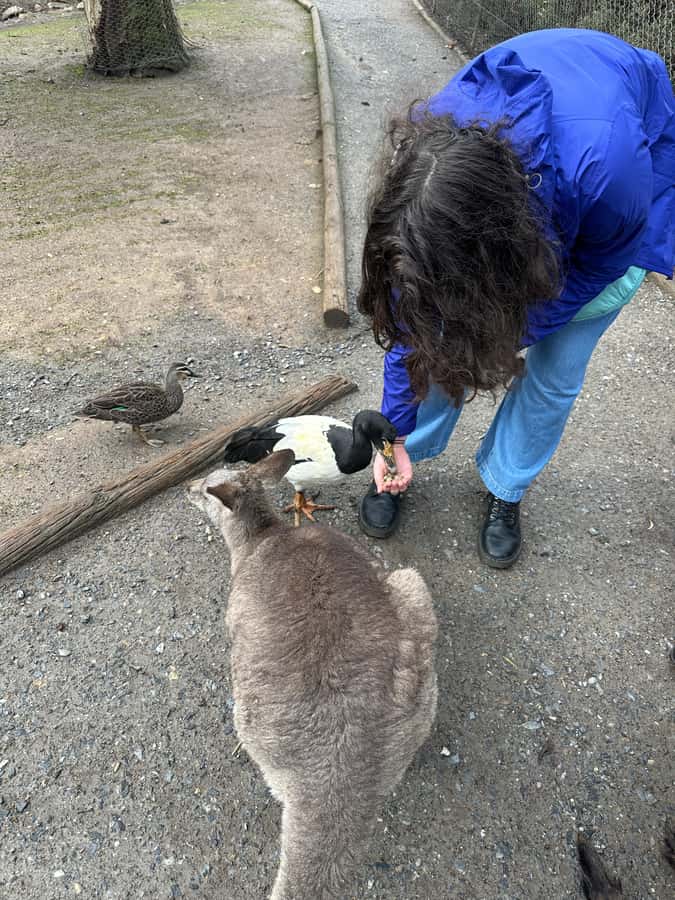 Cuddle a Koala and Historic Hahndorf Tour - Melba’s Chocolate and Woodside Cheese Wrights: tastings with a timing reality check