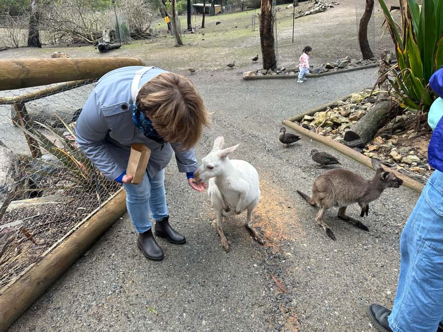 Cuddle a Koala and Historic Hahndorf Tour - Historic Hahndorf: an easy 1-hour lunch-and-stroll win