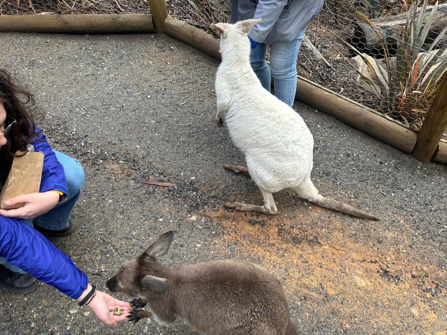 Cuddle a Koala and Historic Hahndorf Tour - Beerenberg Strawberry Farm Shop: jam, condiments, and tasting you can take home
