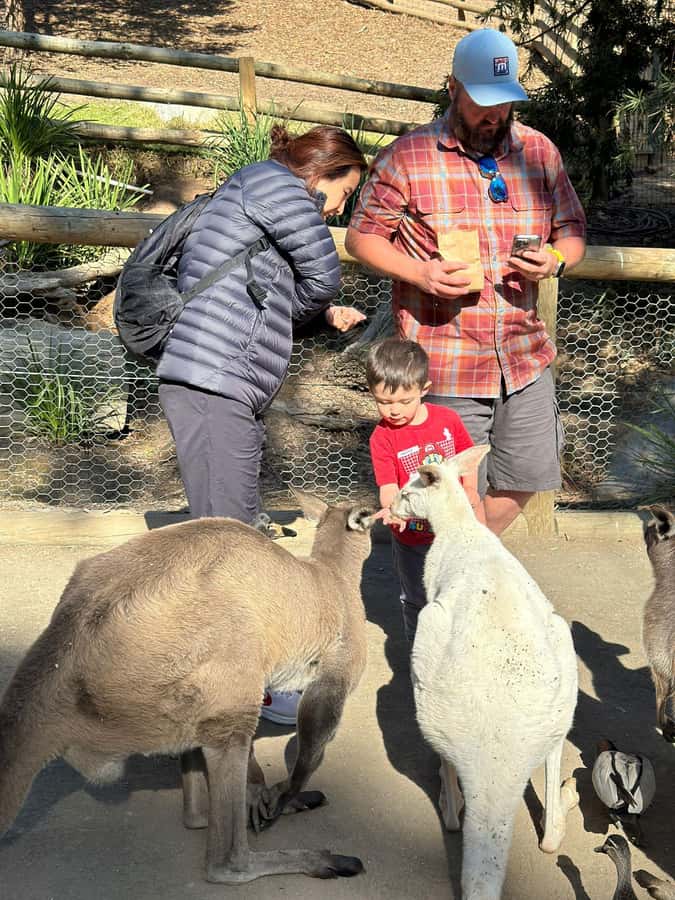 Cuddle a Koala and Historic Hahndorf Tour - Price and value: what $244 per person is actually covering