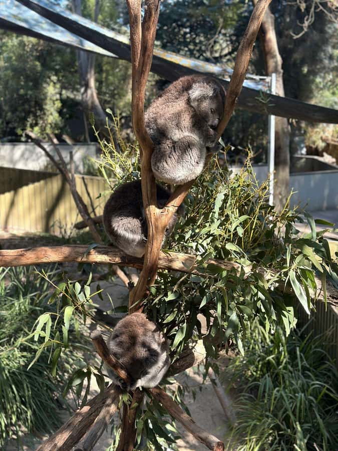 Cuddle a Koala and Historic Hahndorf Tour - Who this tour fits (and who should think twice)