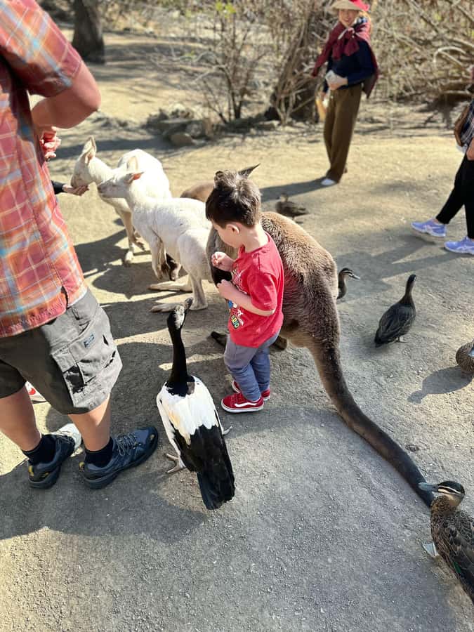 Cuddle a Koala and Historic Hahndorf Tour - Mount Lofty Summit: the best big-view break you’ll get