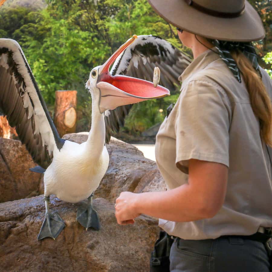 Currumbin Wildlife Sanctuary Entry Ticket - Wild Skies and lorikeets: the bird program you don’t want to miss