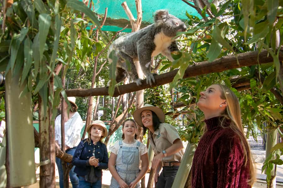 Currumbin Wildlife Sanctuary Entry Ticket - Animal encounters and optional extras (koalas included, but not fully)
