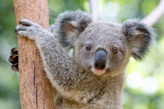 Currumbin Wildlife Sanctuary General Entry Ticket - Key points worth planning around