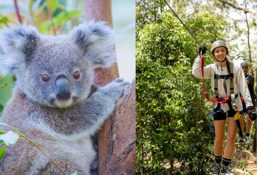 Currumbin Wildlife Sanctuary & TreeTop Challenge Combo - TreeTop Challenge: 14 ziplines, 7 courses, and real control