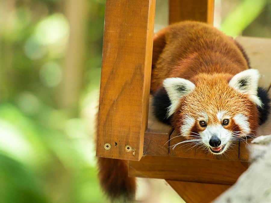 Currumbin Wildlife Sanctuary & TreeTop Challenge Combo - Sanctuary time: animal habitats plus a show schedule that’s worth planning